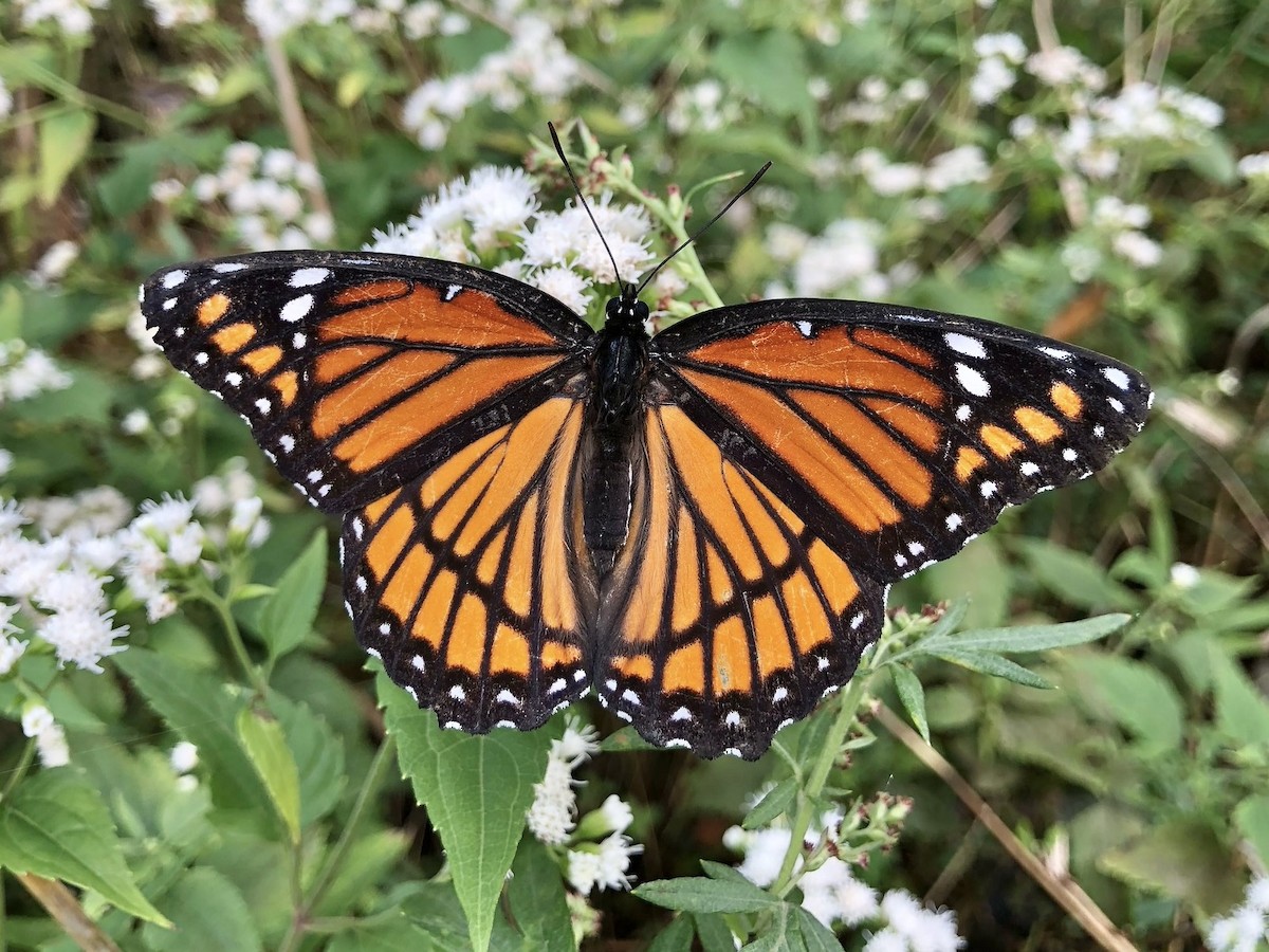 Animals - ML645039768