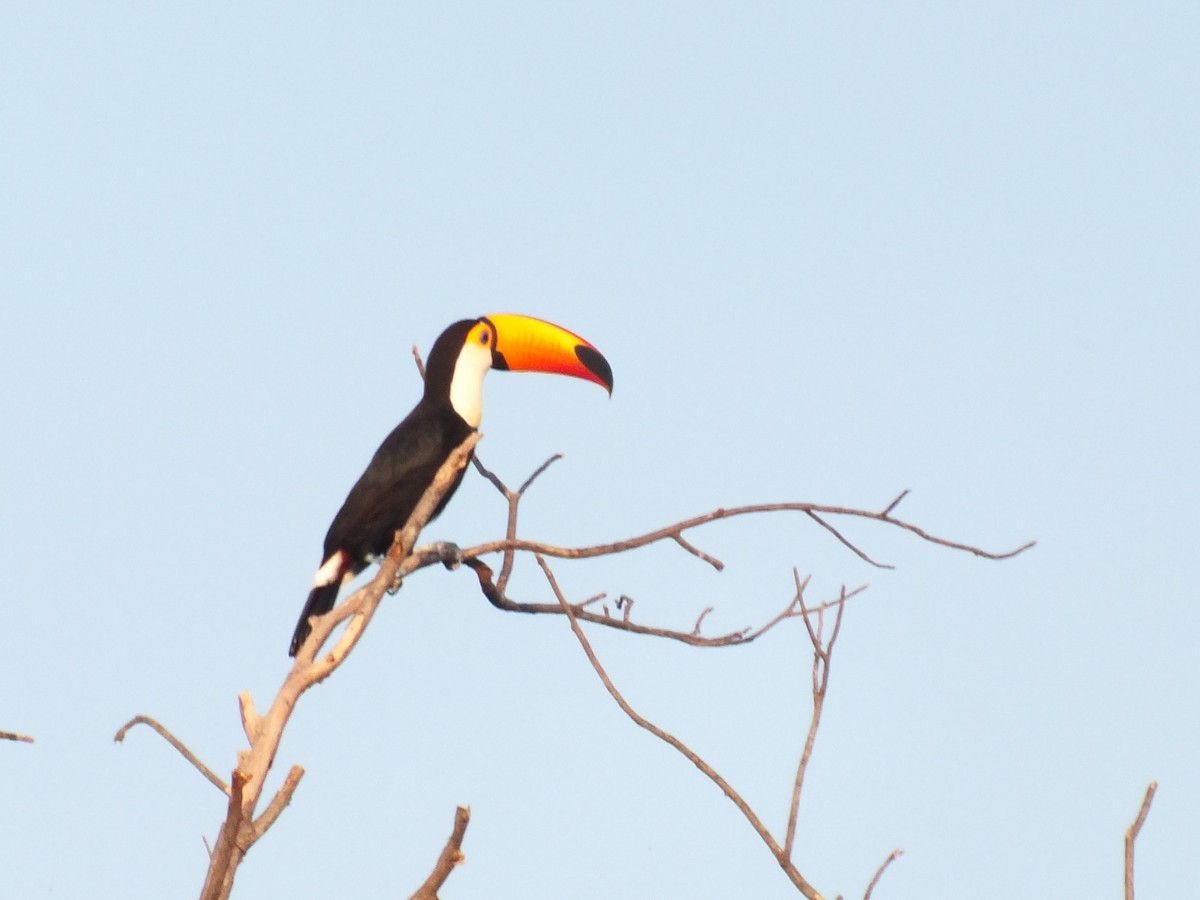 Toco Toucan - ML645039770