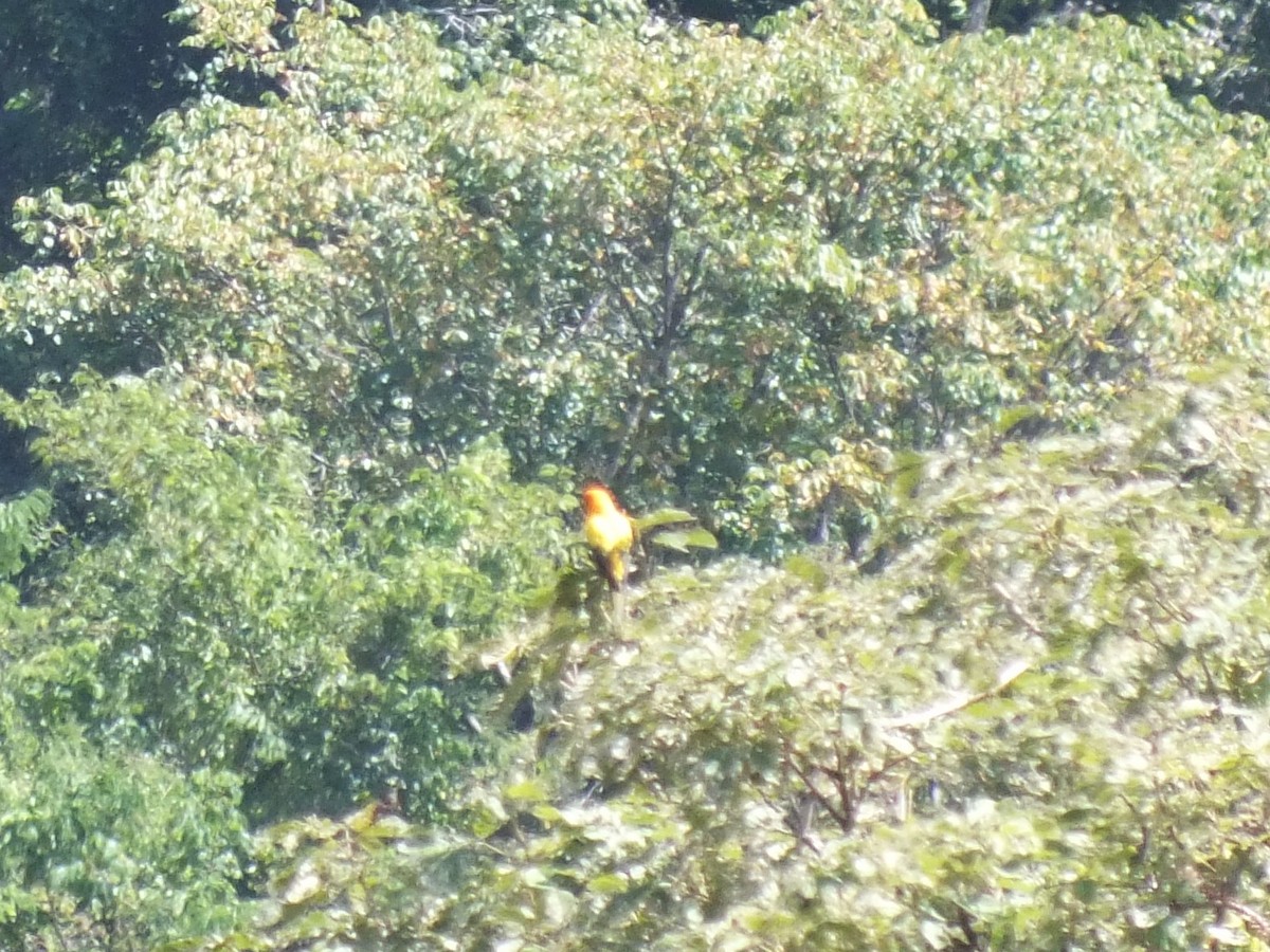 Sun Parakeet - ML645039772