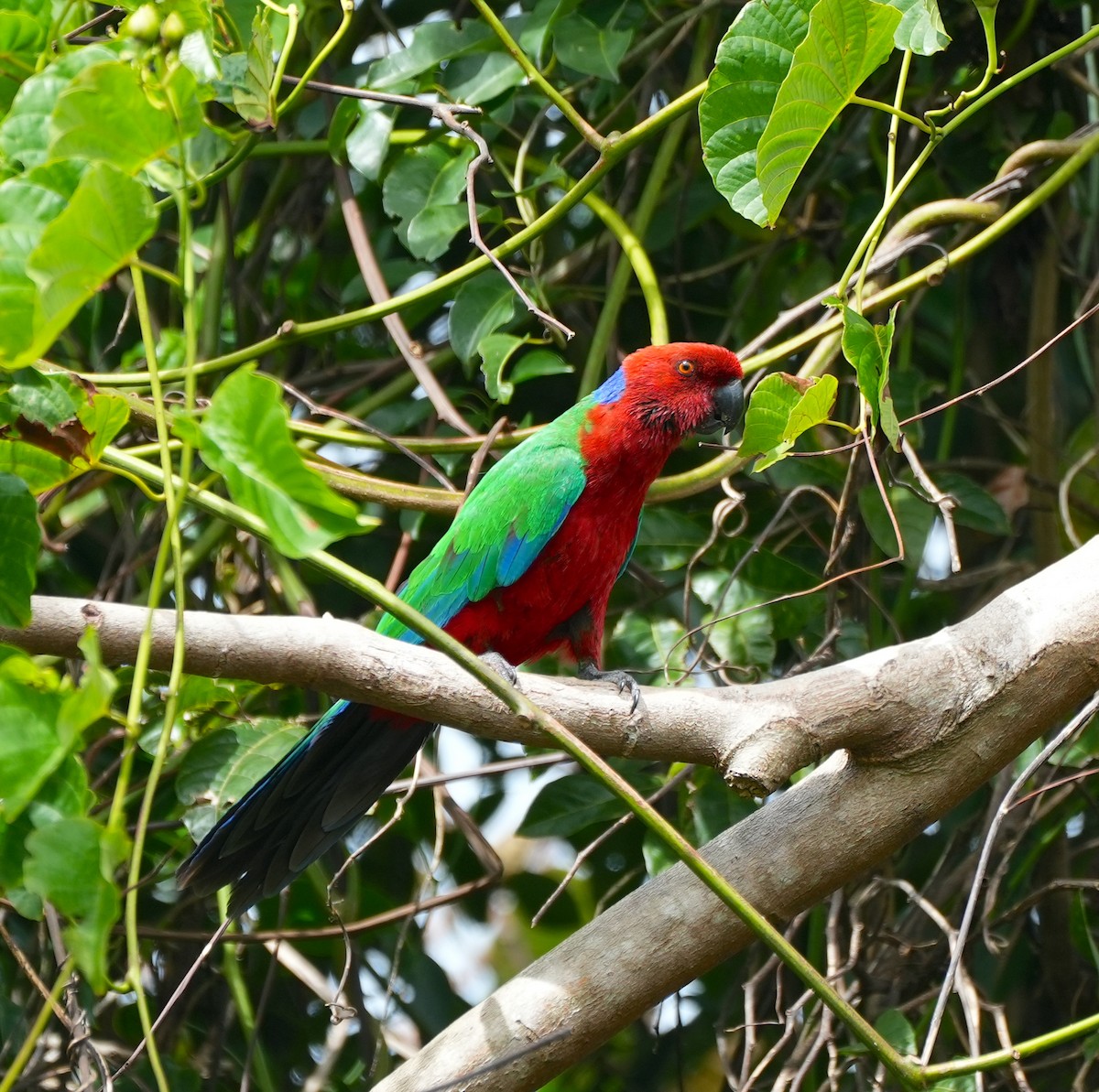 Crimson Shining-Parrot - ML645039774