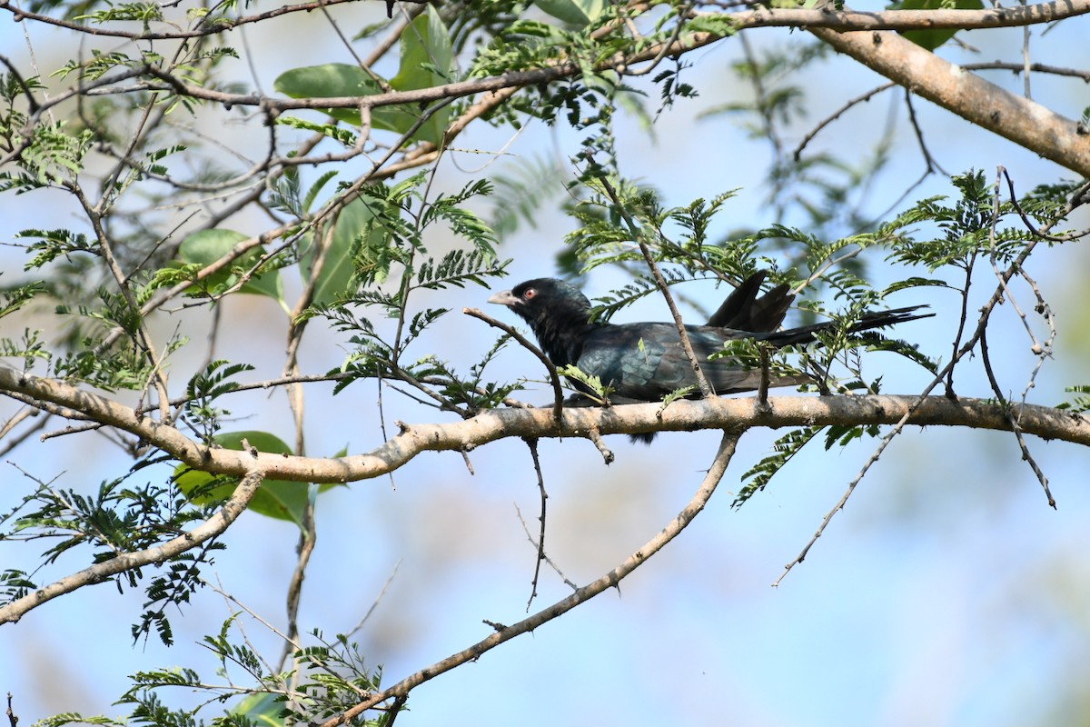 Asian Koel - ML645039775
