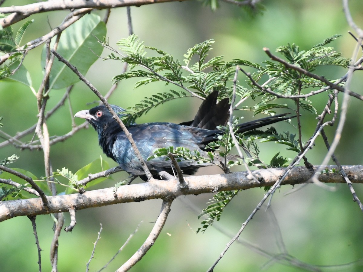 Asian Koel - ML645039776