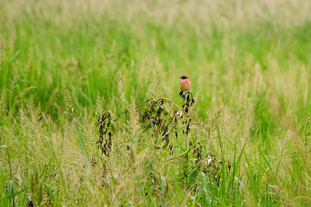 Amur Stonechat - ML645039777