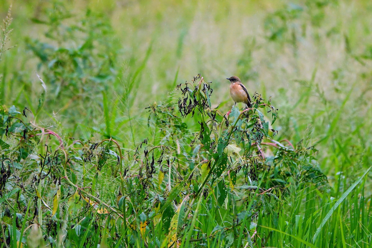 Amur Stonechat - ML645039778