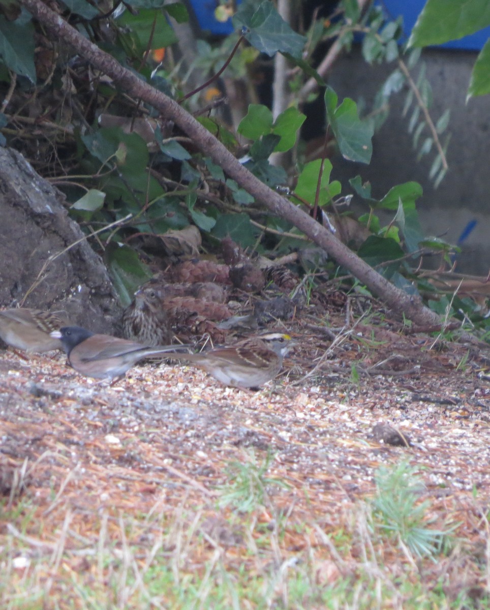 White-throated Sparrow - ML645039779