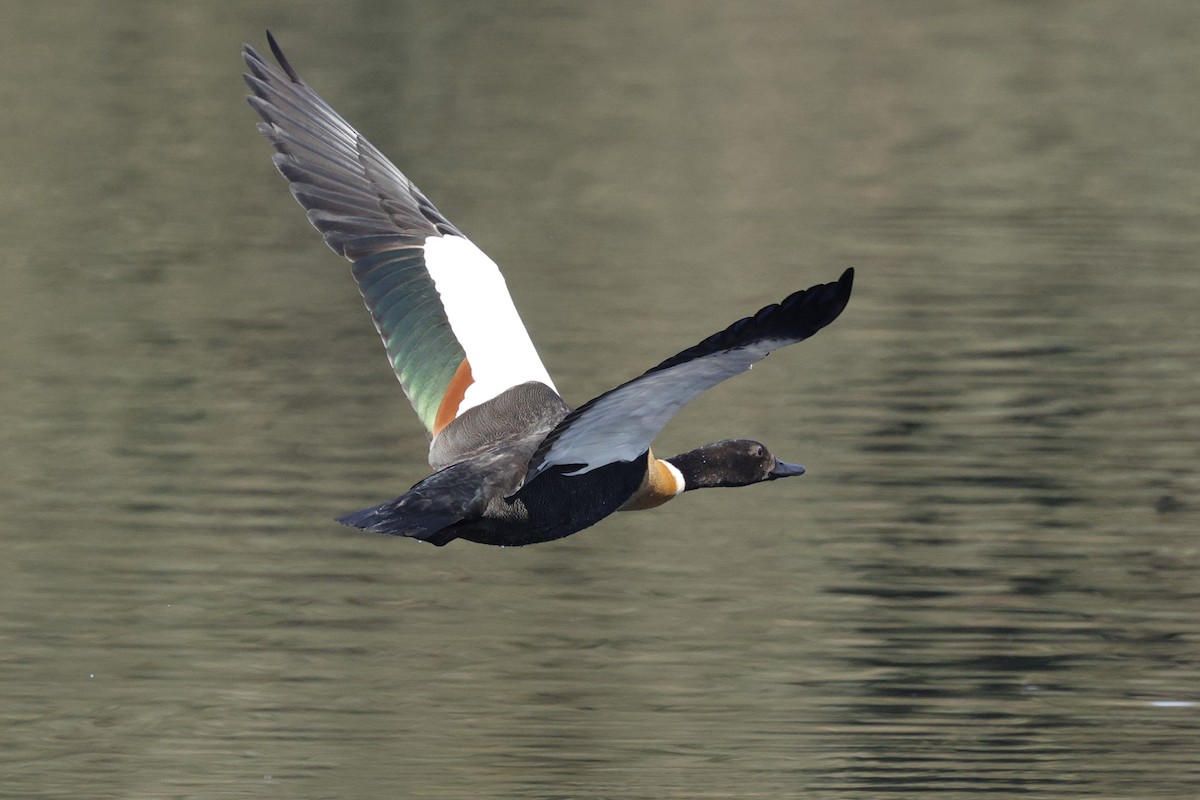 Australian Shelduck - ML645039780