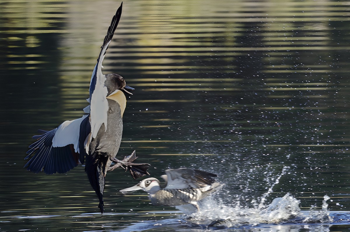 Australian Shelduck - ML645039782