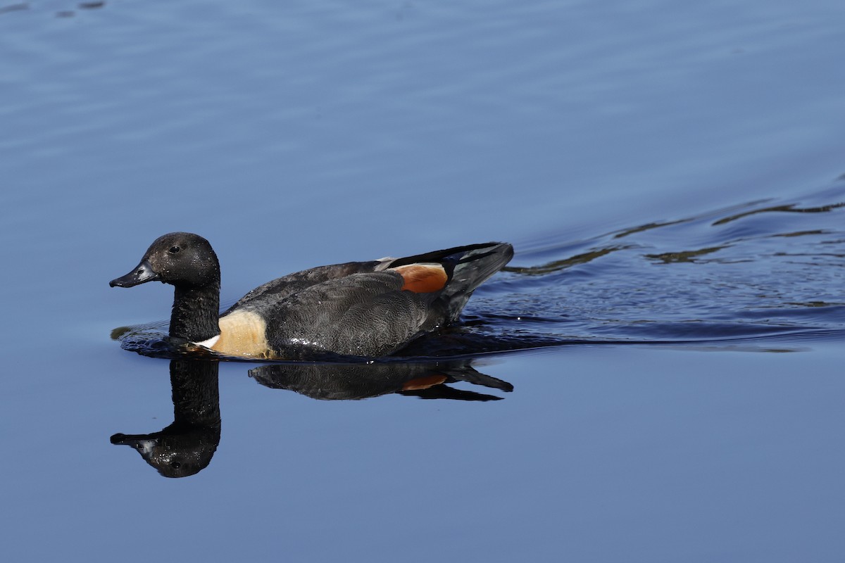 Australian Shelduck - ML645039783