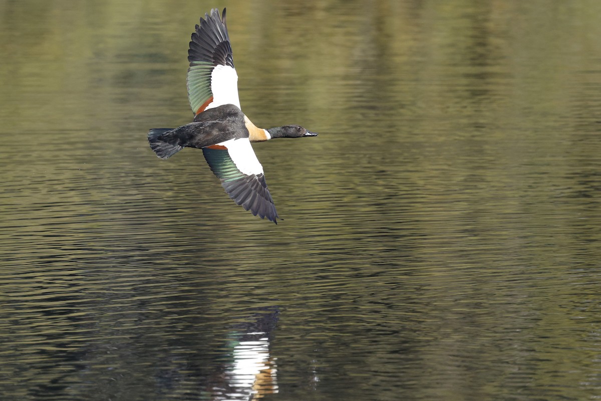 Australian Shelduck - ML645039784