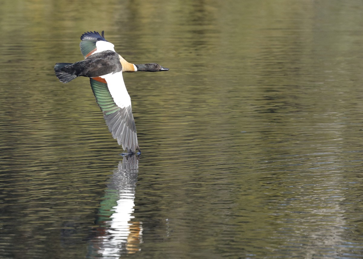 Australian Shelduck - ML645039785