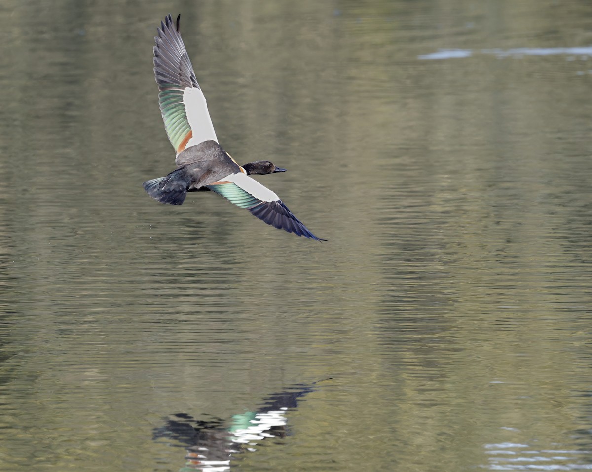 Australian Shelduck - ML645039786