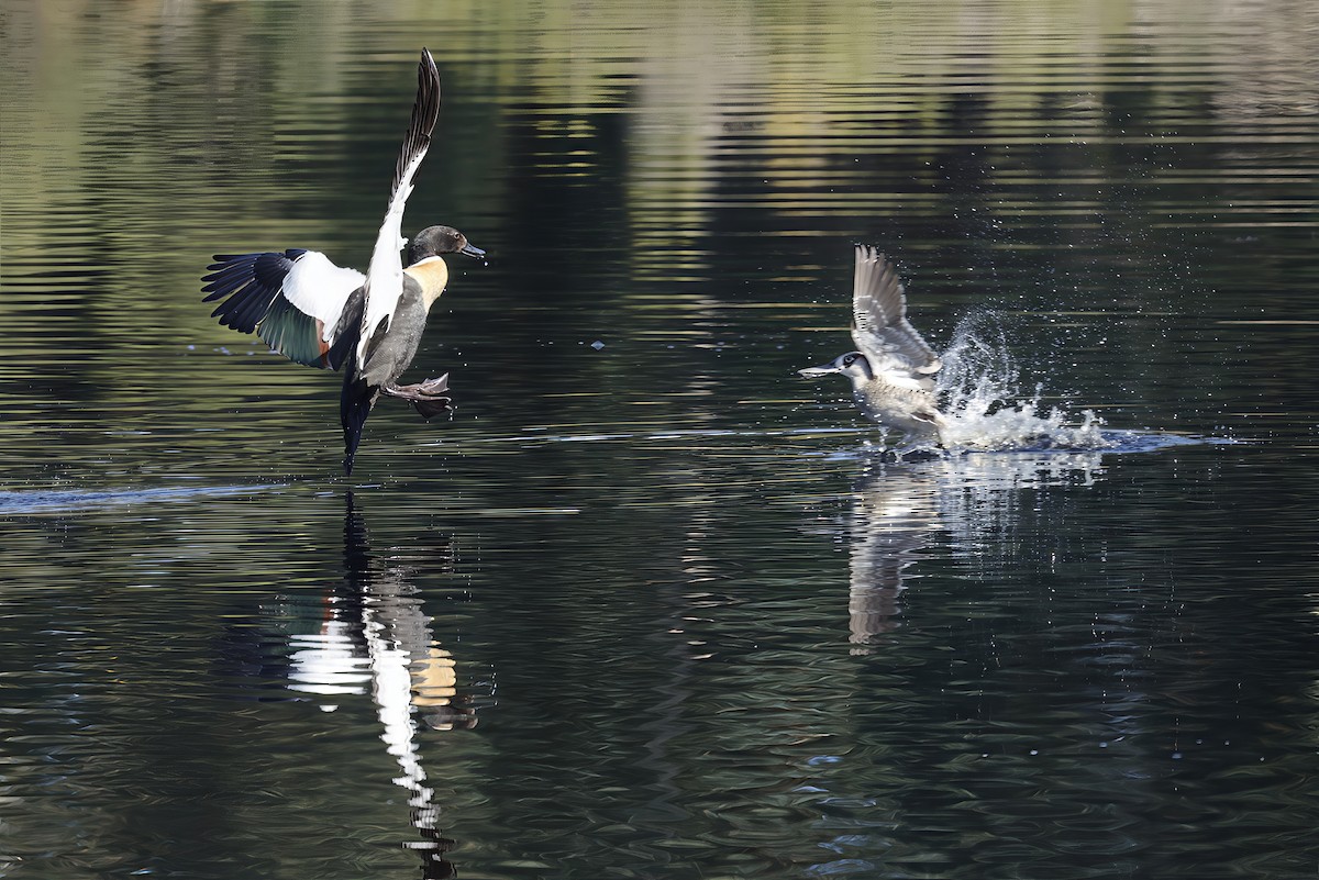Australian Shelduck - ML645039787