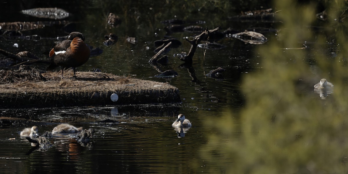 Australian Shelduck - ML645039788
