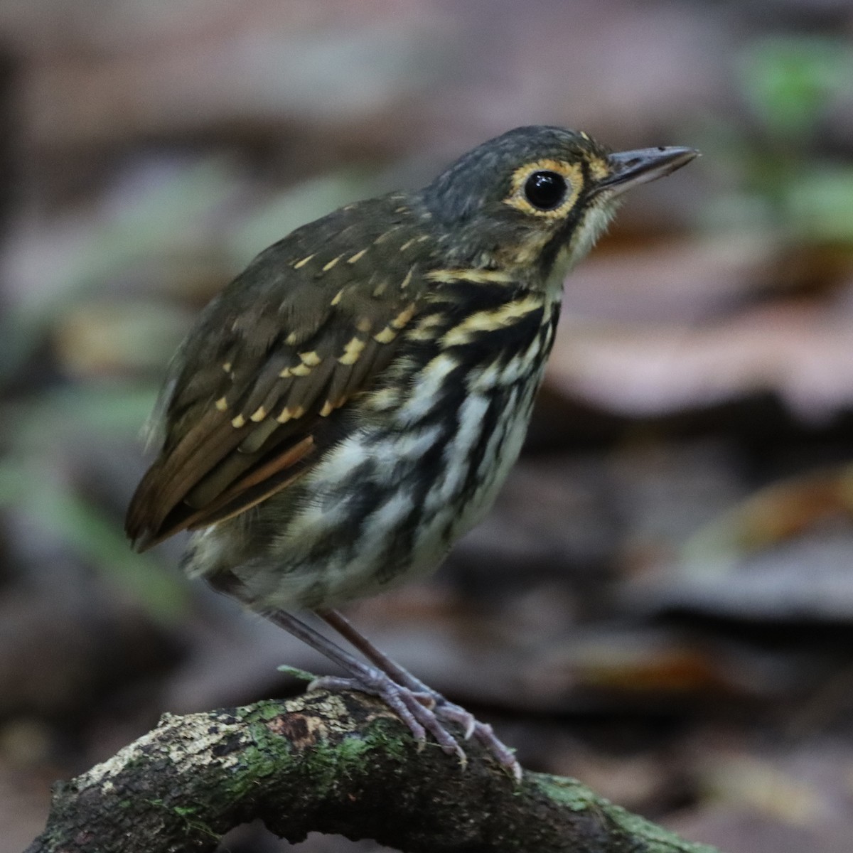 Streak-chested Antpitta - ML645039789