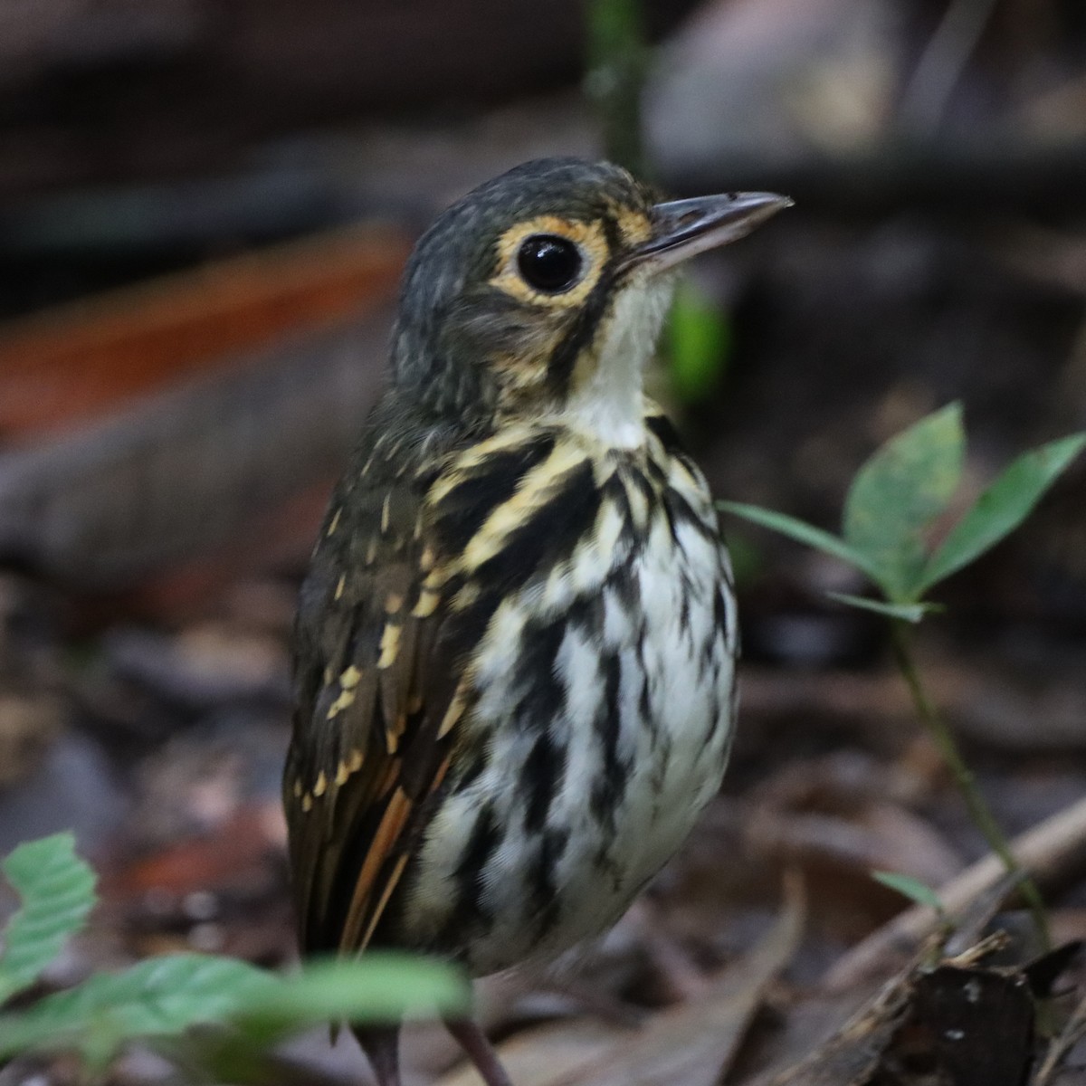 Streak-chested Antpitta - ML645039790