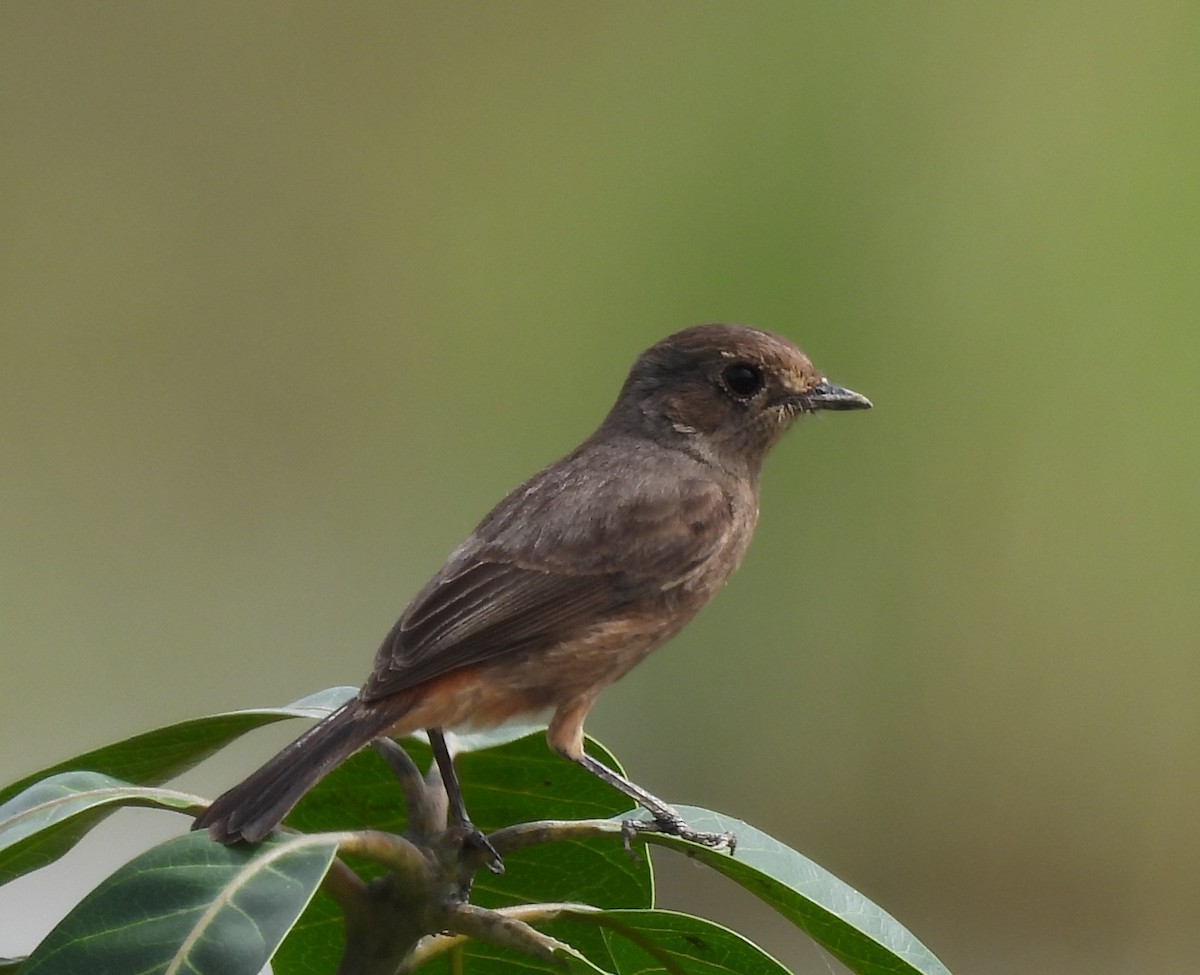 Pied Bushchat - ML645039791