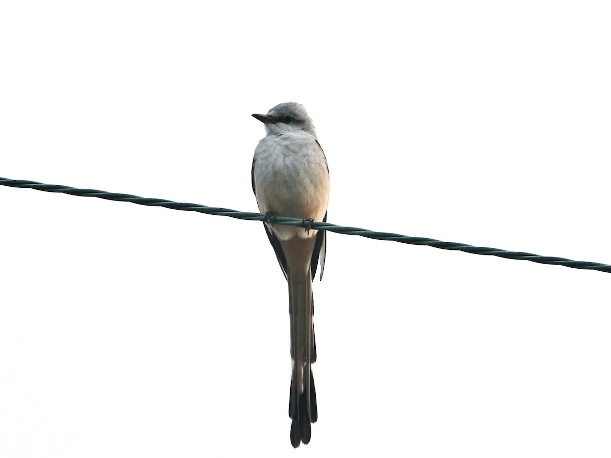 Çatal Kuyruklu Tiran - ML645039811