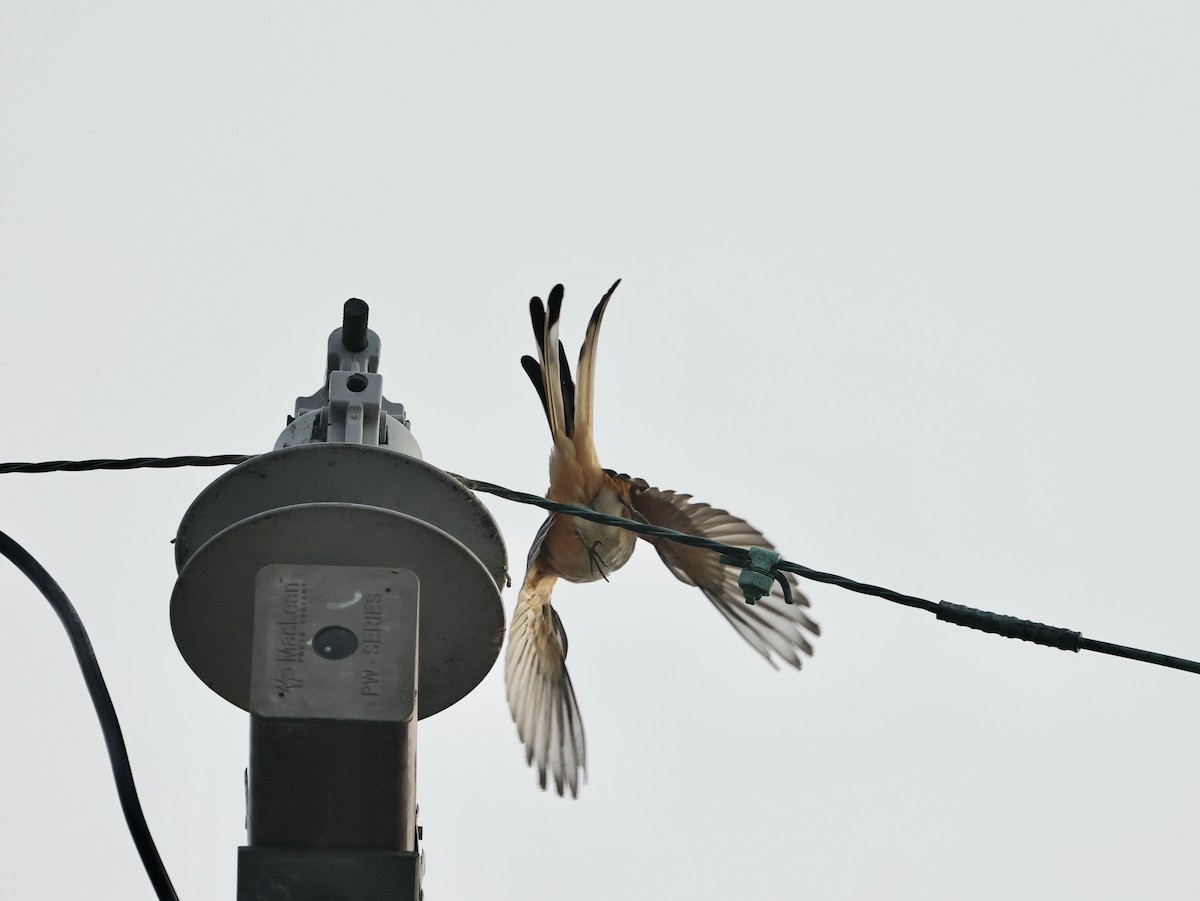 Çatal Kuyruklu Tiran - ML645039816