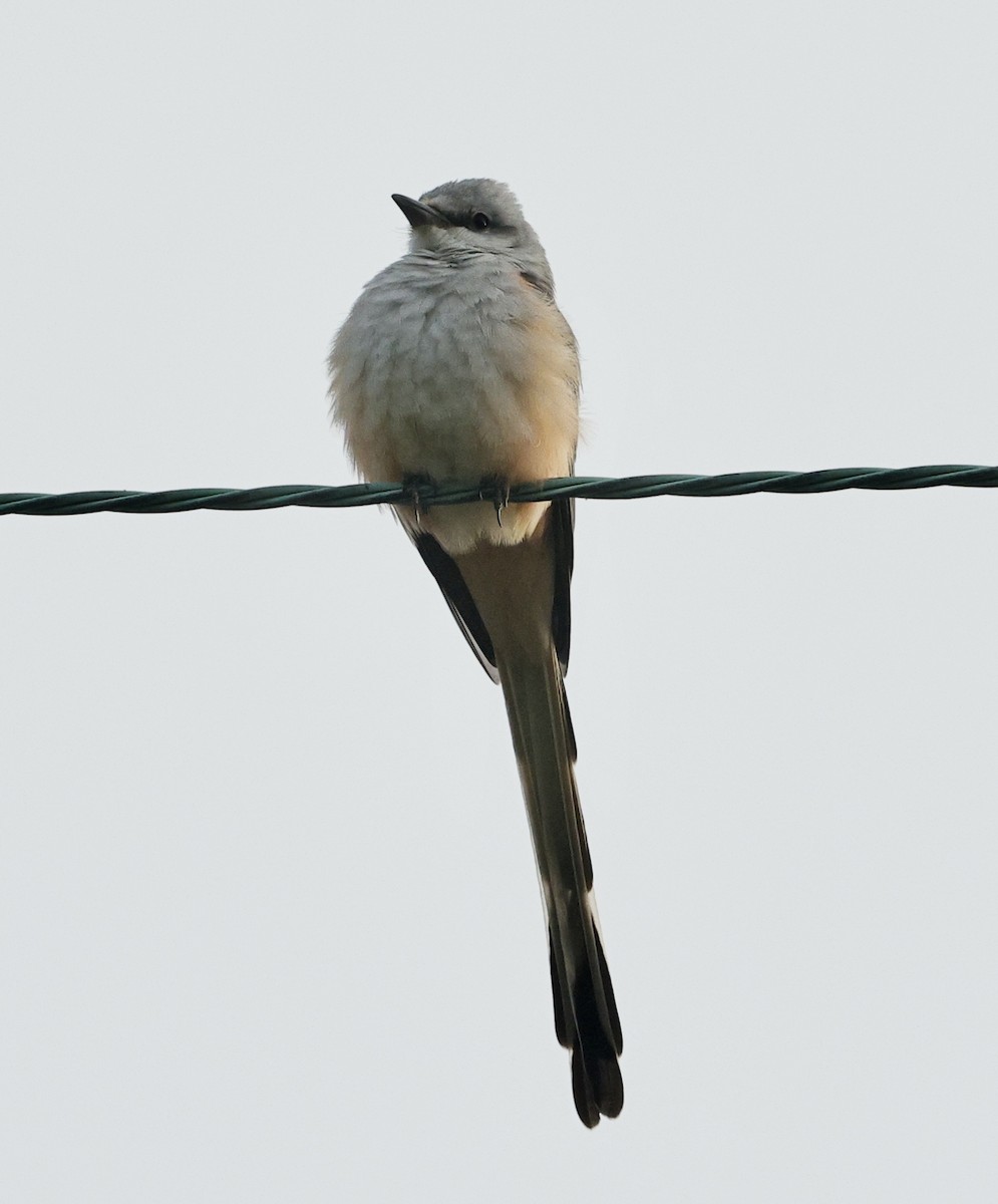 Çatal Kuyruklu Tiran - ML645039818