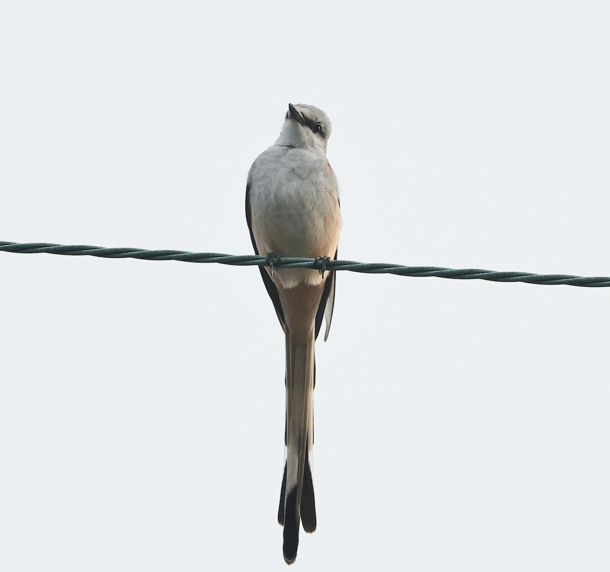 Çatal Kuyruklu Tiran - ML645039819