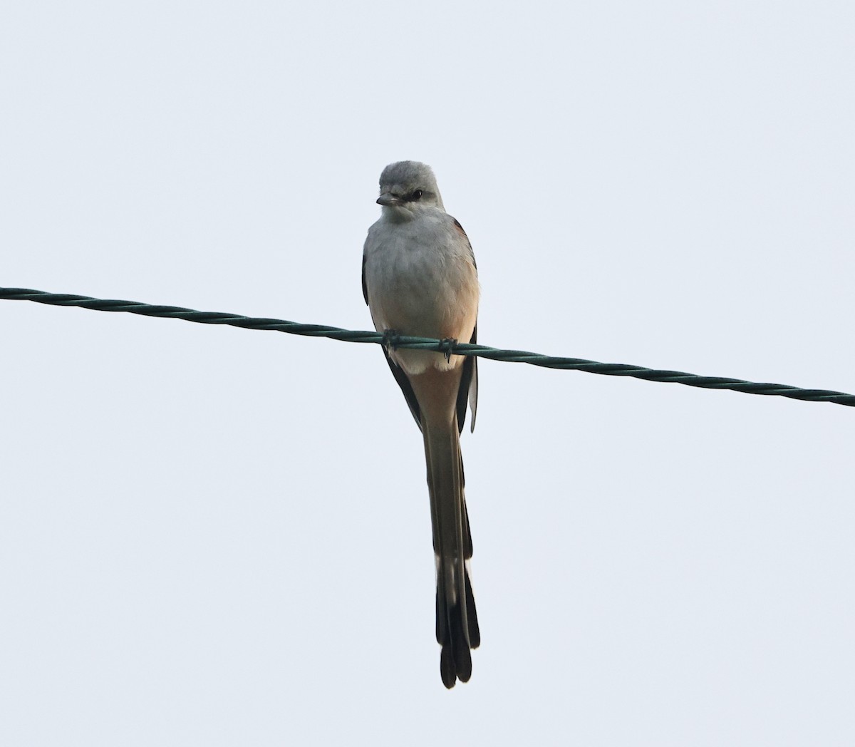 Çatal Kuyruklu Tiran - ML645039822