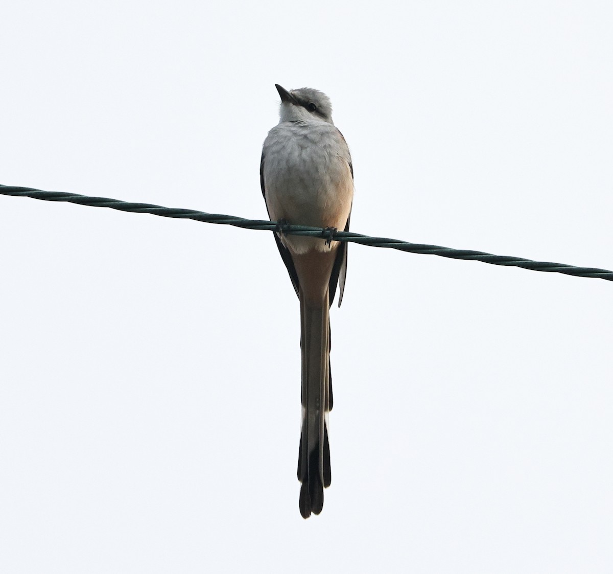 Çatal Kuyruklu Tiran - ML645039823