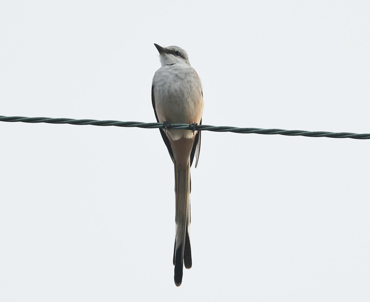 Çatal Kuyruklu Tiran - ML645039824