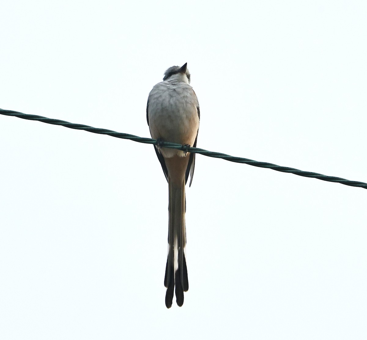 Çatal Kuyruklu Tiran - ML645039825