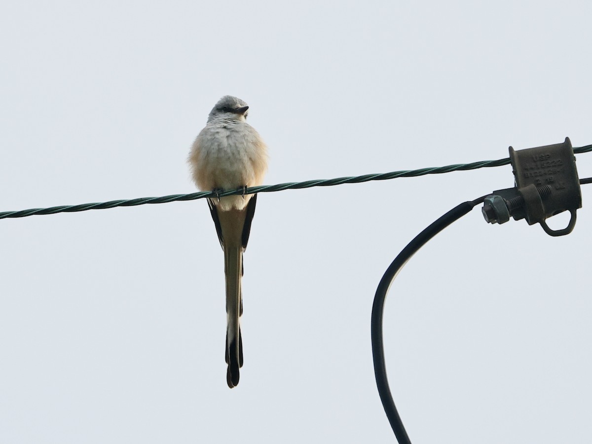 Çatal Kuyruklu Tiran - ML645039826