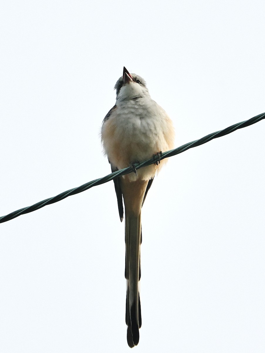 Çatal Kuyruklu Tiran - ML645039827