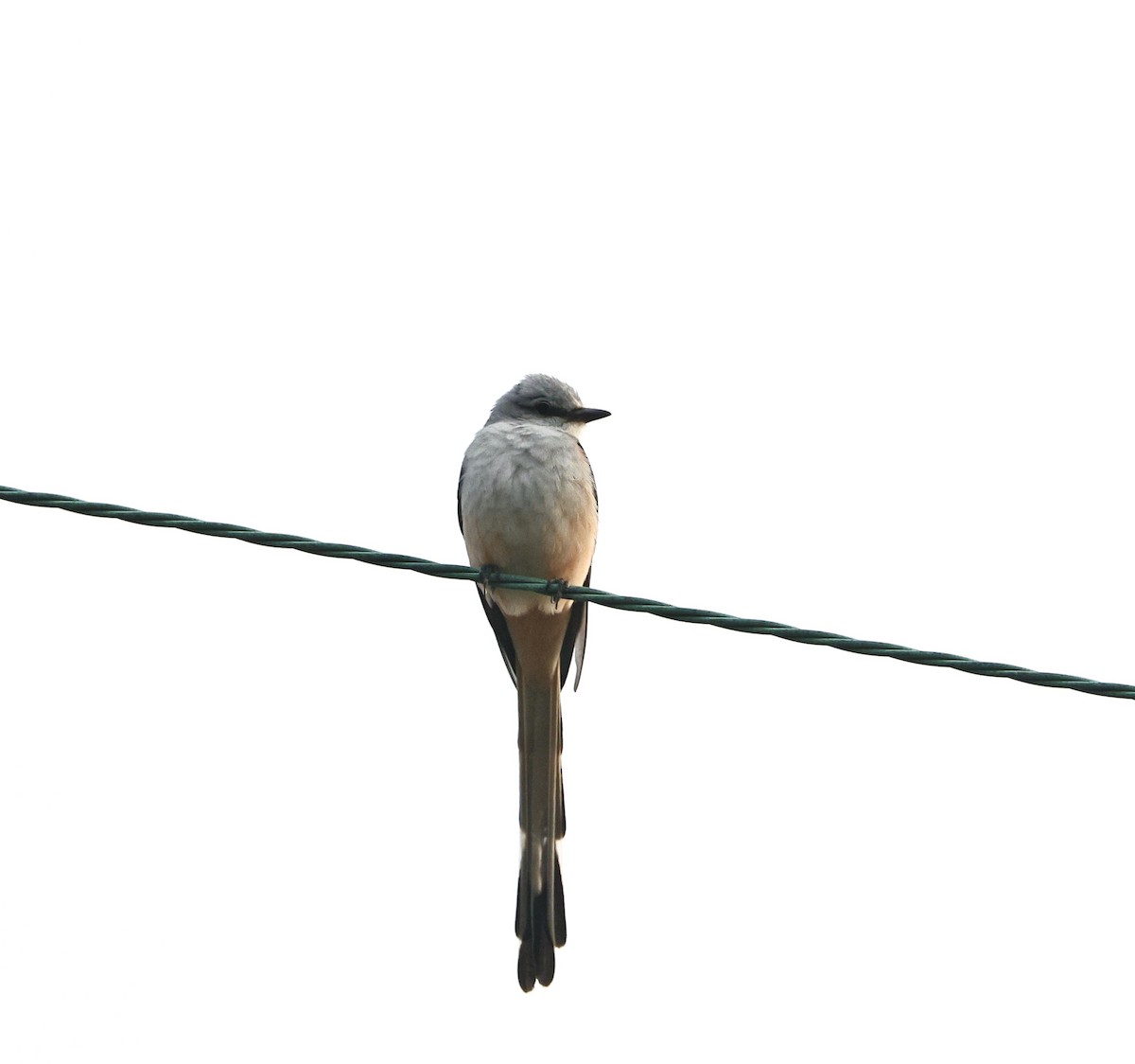 Çatal Kuyruklu Tiran - ML645039828