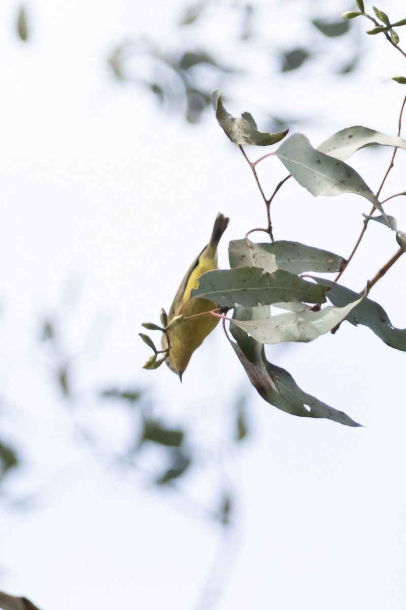 Sarı Dikengaga - ML645039830