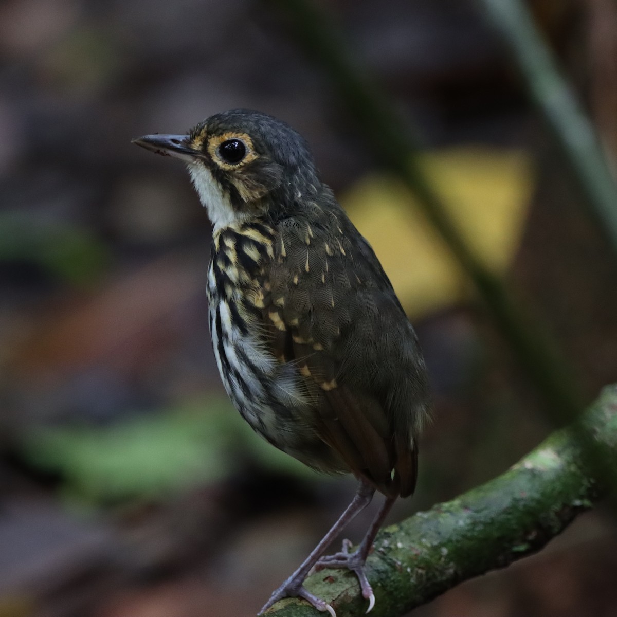 Gözlüklü Yerçavuşu - ML645039831