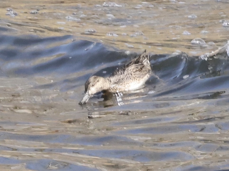 Çamurcun - ML645039832