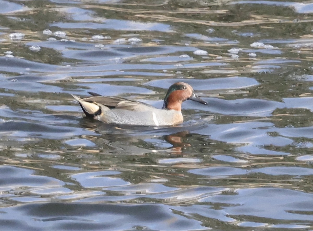 Çamurcun - ML645039833