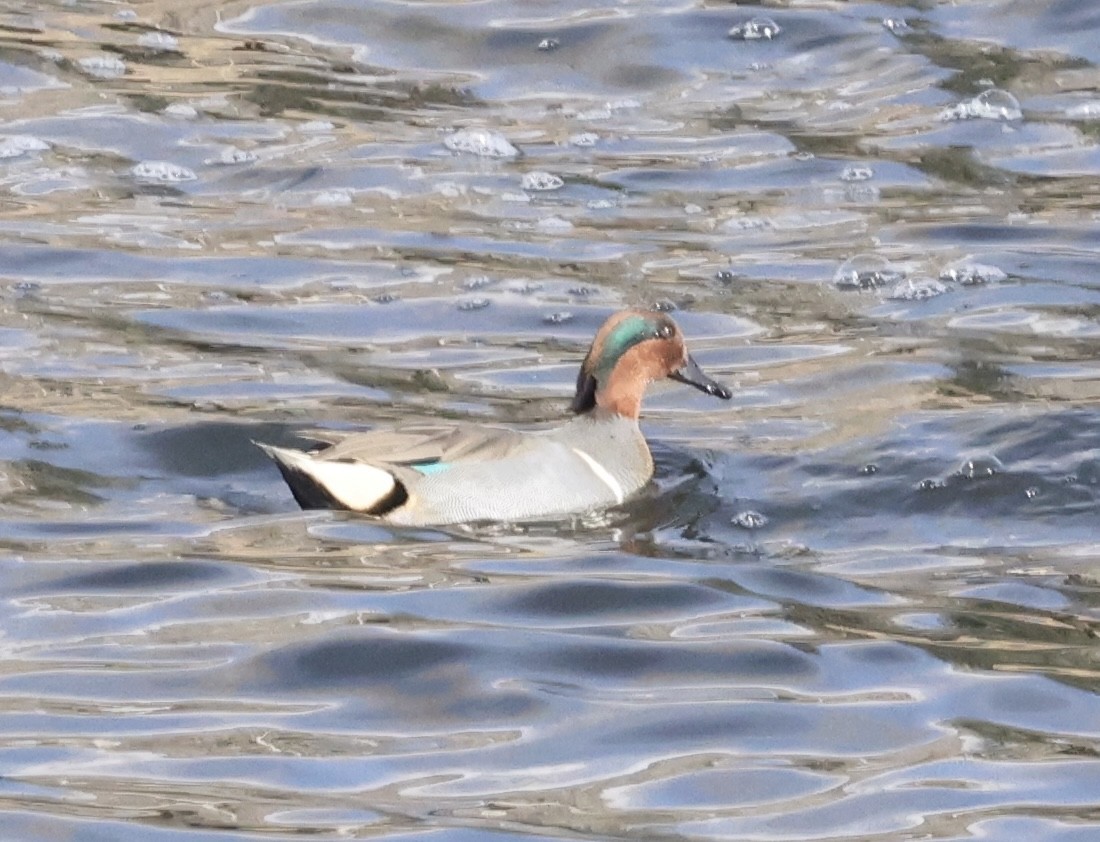 Çamurcun - ML645039834