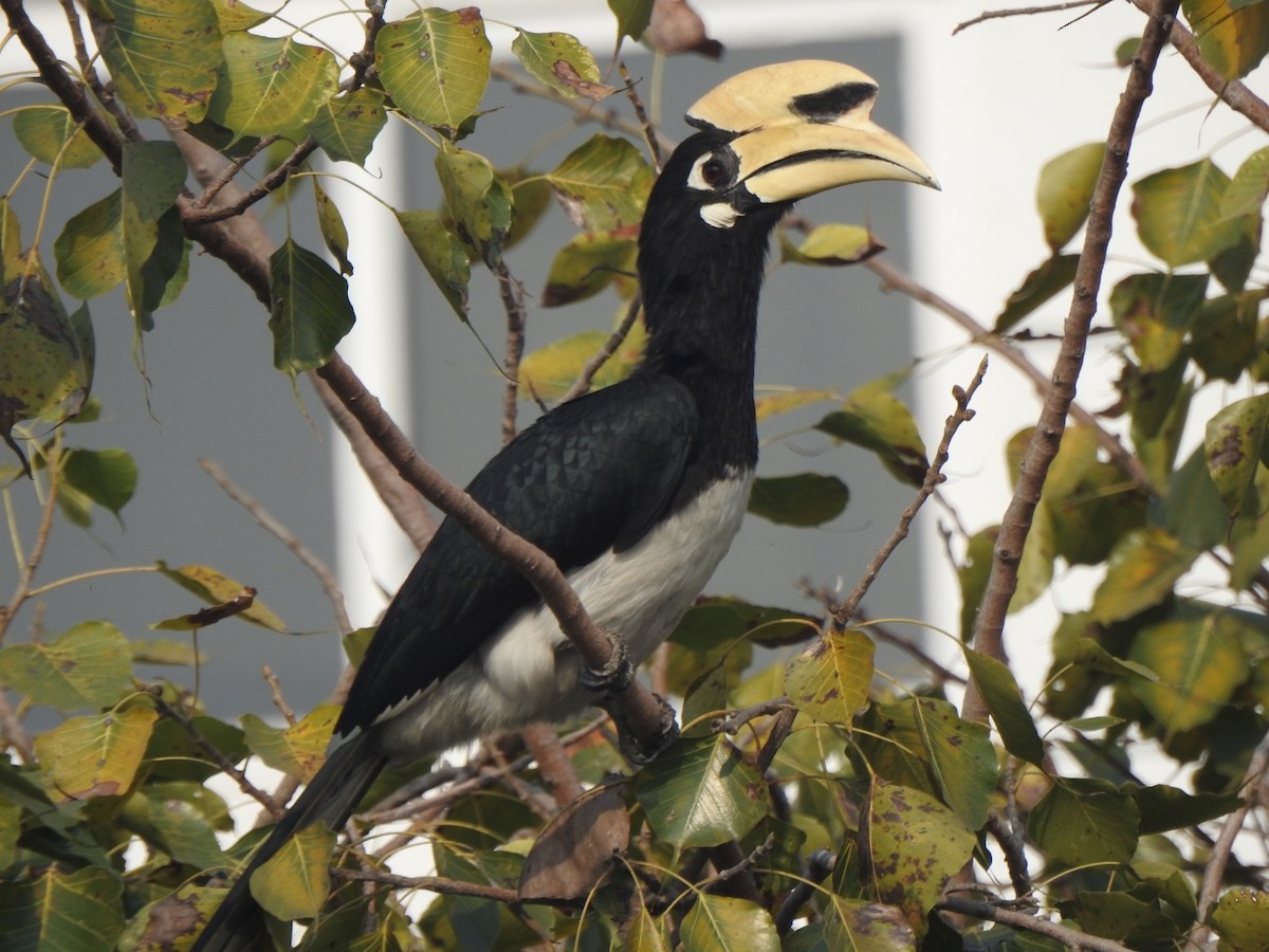 Doğu Alaca Boynuzgagası - ML645039837