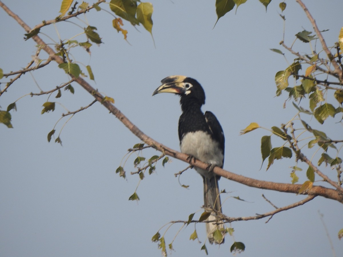 Doğu Alaca Boynuzgagası - ML645039838