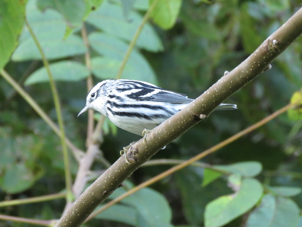 Tırmaşık Ötleğeni - ML645039839