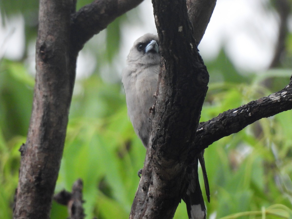 Schwarzgesicht-Schwalbenstar - ML645039840