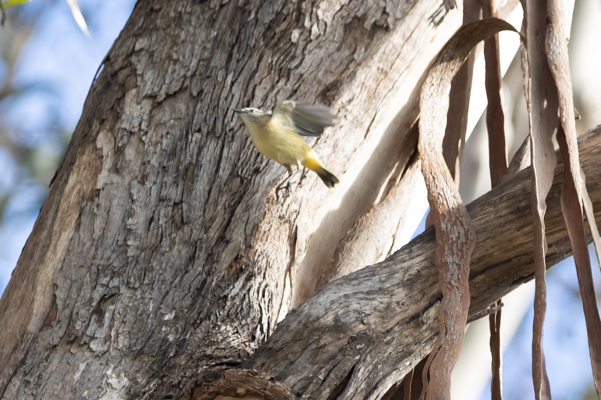 Sarı Belli Dikengaga - ML645039841