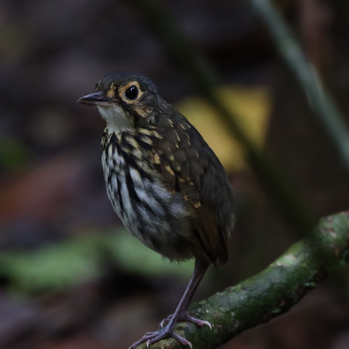 Gözlüklü Yerçavuşu - ML645039842