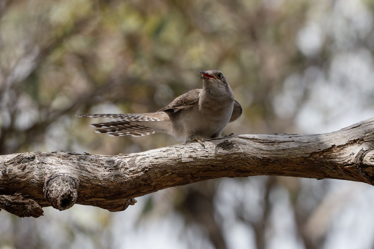 kukačka australská - ML645039843