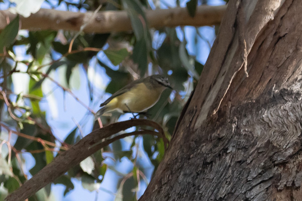 Sarı Belli Dikengaga - ML645039844