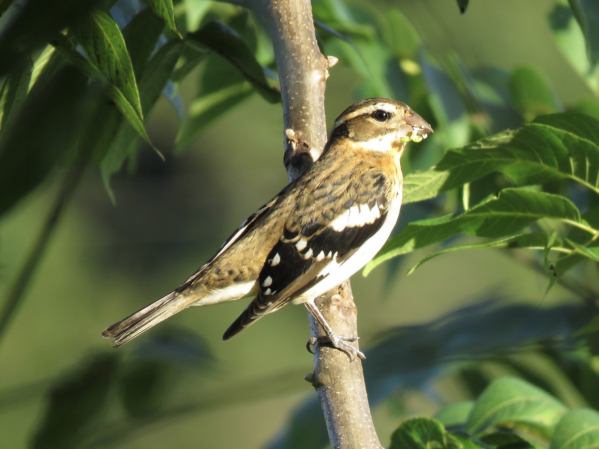 Al Göğüslü Kocabaş - ML645039845