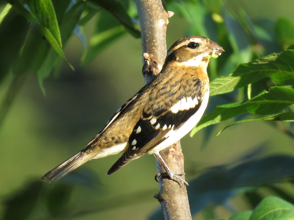 Al Göğüslü Kocabaş - ML645039846