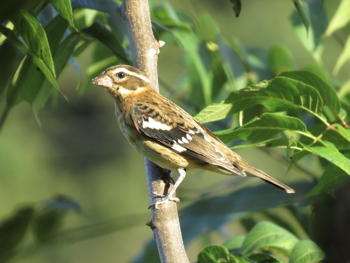 Al Göğüslü Kocabaş - ML645039847