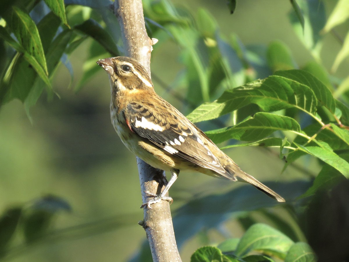 Al Göğüslü Kocabaş - ML645039848