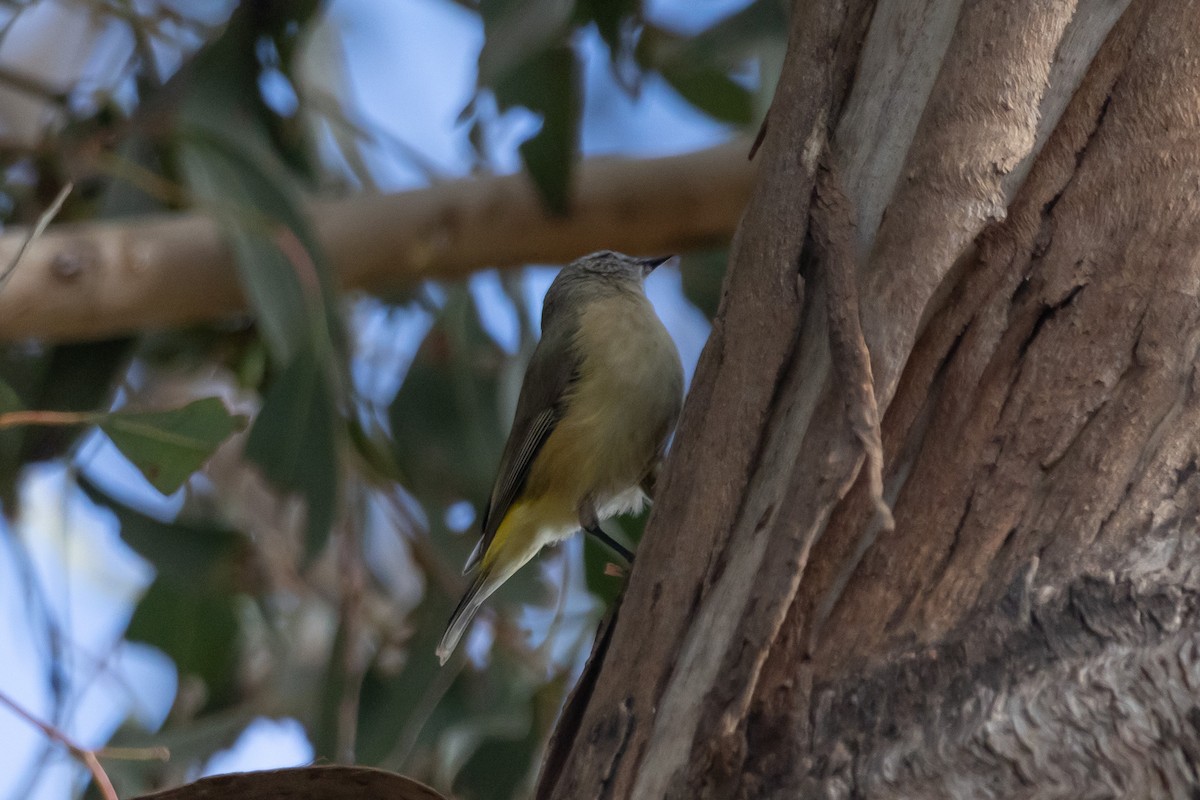 Sarı Belli Dikengaga - ML645039849