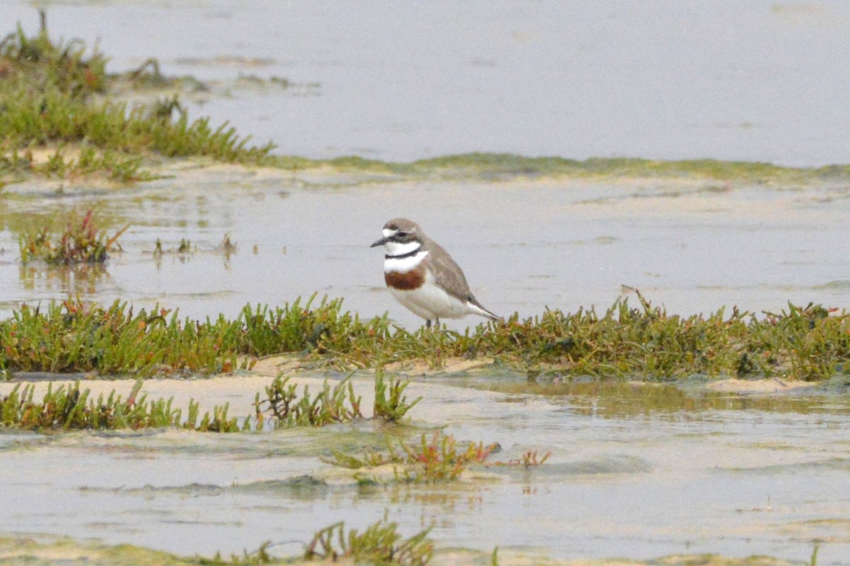 Double-banded Plover - ML645039867